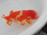 ranchiu2