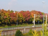 秋めいて