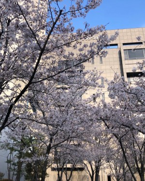 桜の季節に🌸