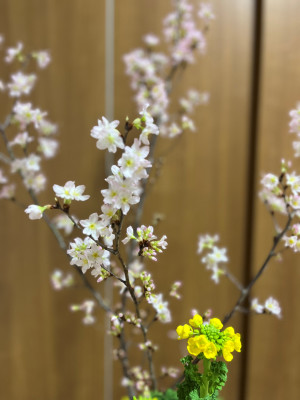 桜