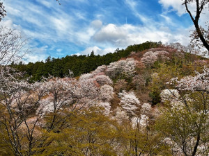満開🌸